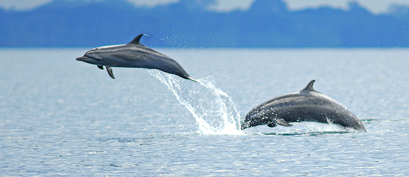 Dolphins at Osa Peninsula