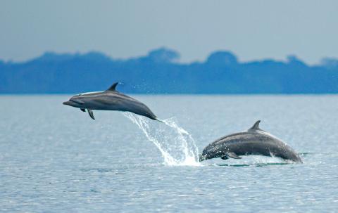 Dolphins in Golfo Dulce, Costa Rica
